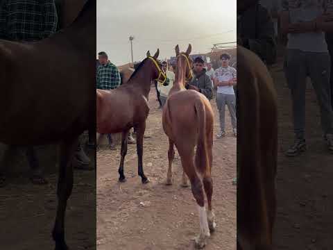 شريت 2 تلاميذ ملاح من سوق سطات 