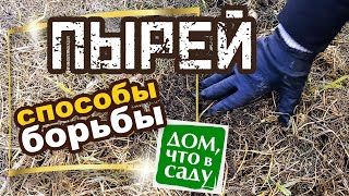 БОРЬБА С ПЫРЕЕМ НА ОГОРОДЕ!