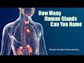 How Many Human Glands Can You Name?