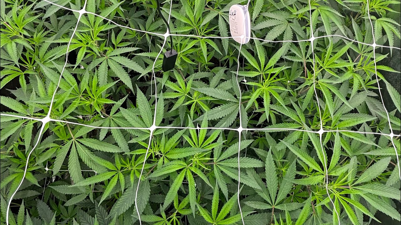 4x4 выглядит хорошо 😈🪴