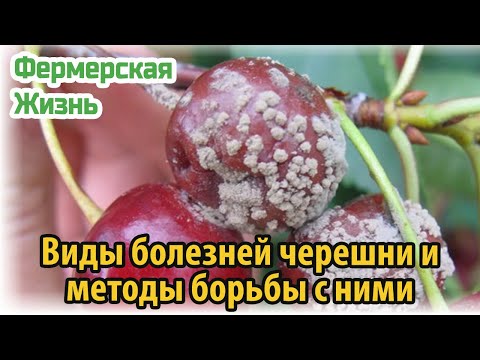 Виды болезней черешни и методы борьбы с ними