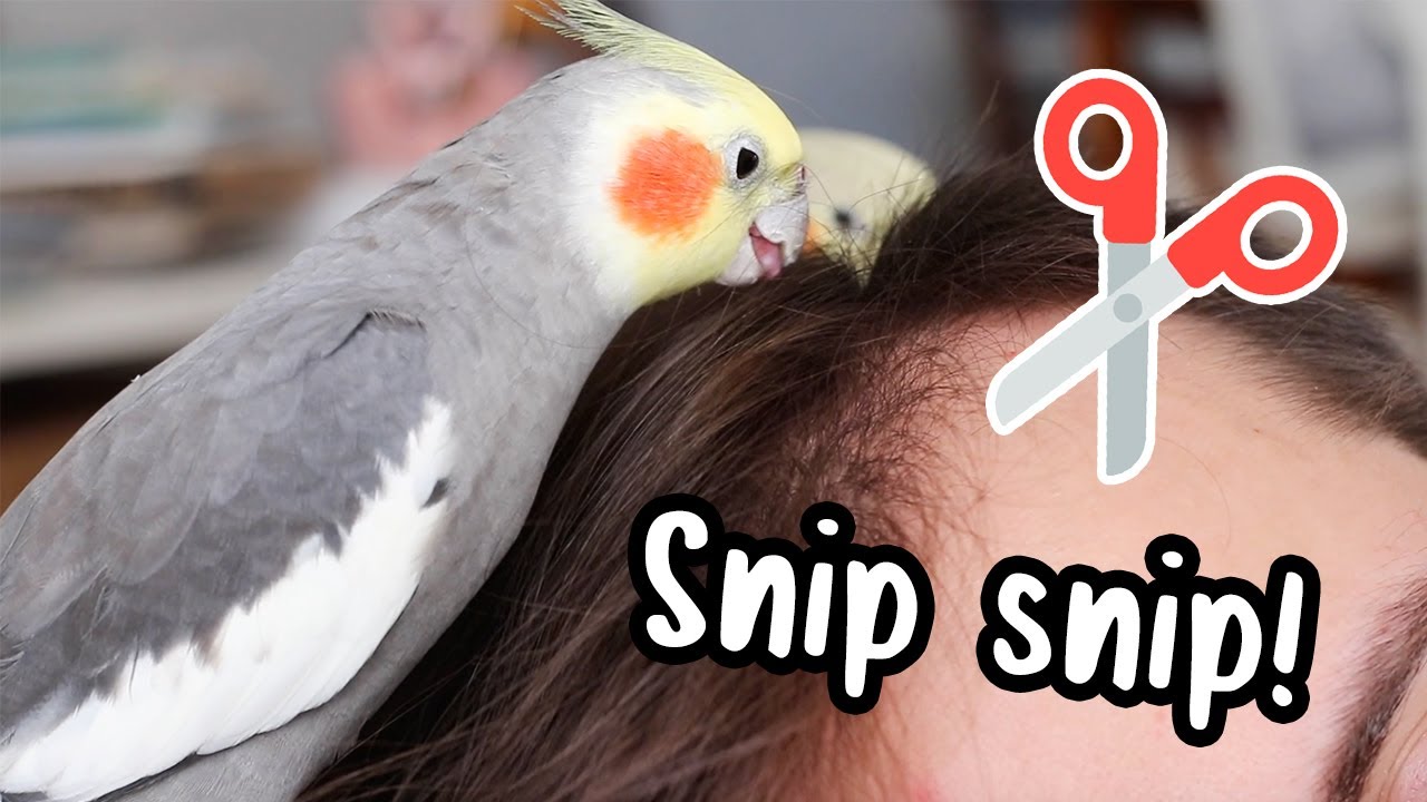 My bird gives me a haircut