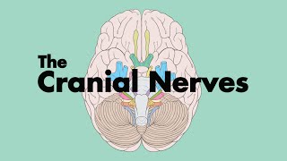 How to Remember the Cranial Nerves (Mnemonic) - MEDZCOOL