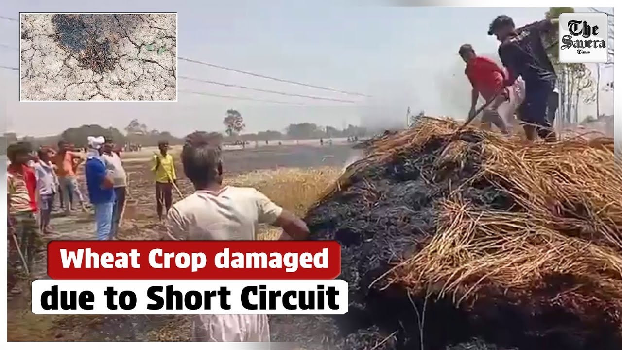 Wheat Crop damaged due to Short Circuit - YouTube