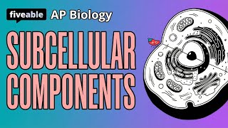 AP Biology - Unit 2: Subcellular Components & Organelles