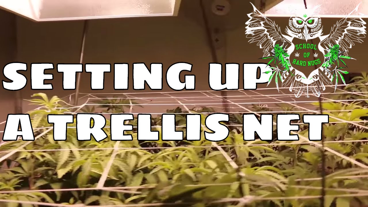 Setting Up A Trellis Net for an Increased Yield | Netting your Cannabis