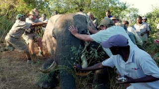 This Elephant Needed Urgent Medical Attention, So One Man Held Up a Metal Detector… by Facts Box 2,245 views 4 years ago 5 minutes, 25 seconds