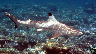 Maldives 2010. North Male Atoll. Dive sita at Lions Head.