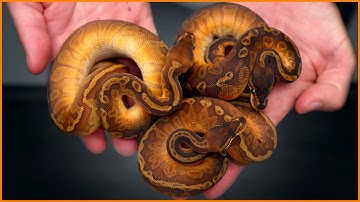 Is Sunset Worth The Hype? | #Hetflix 220