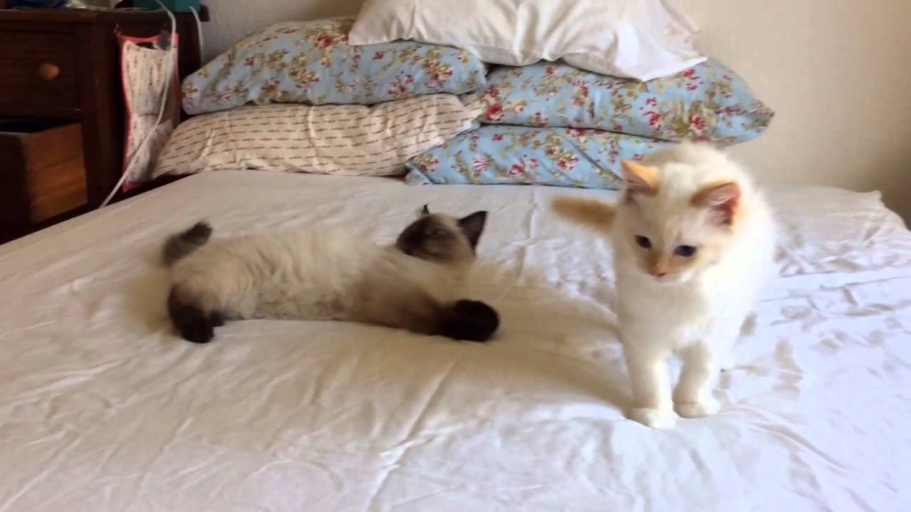 Vicious ragdoll kittens settle an old score! YouTube