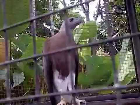 fakta burung garuda YouTube fakta burung garuda YouTube