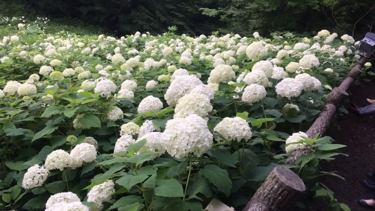 最新のhd白い 紫陽花 アナベル すべての美しい花の画像