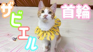 大人気！の可愛いザビエル首輪を子猫につけてみたら - YouTube