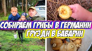 видео: Собираем Грузди и Рыжики в Германии - Тихая Охота 2022 в Баварии картинка: Собираем Грузди и Рыжики в Германии - Тихая Охота 2022 в Баварии