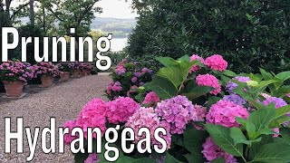 Pruning Hydrangeas