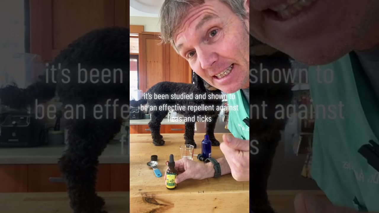 Avoid Insecticides Natural Flea And Tick Spray Safe For Dogs Cats
