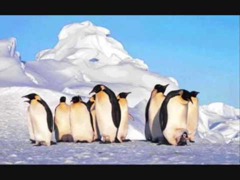 Video: Antarktis Drivende Is Smelter Hurtigt. Klimatologer Befinder Sig I En Blindgang, Pressen Er I Panik - Alternativ Visning