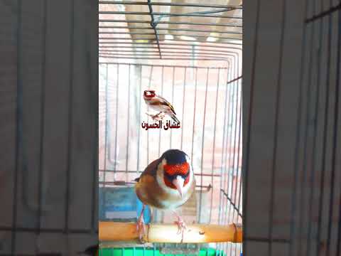 تغريد الحسون عشاق الحسون Cardellino Birds Birdsounds