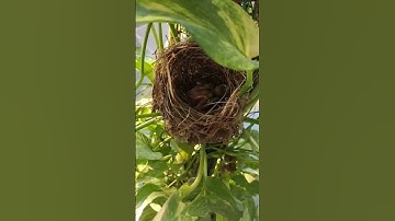 Sparrow bird building Nest Making #birds#wildlife#sparrow#nest #youtubeshorts#shorts#viral#trending