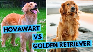 Hovawart vs Golden Retriever  Dog Breed Comparison