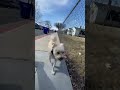 Honey off leash training session!