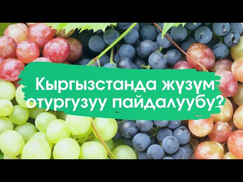 Video: Жүзүм кандайча өсөт