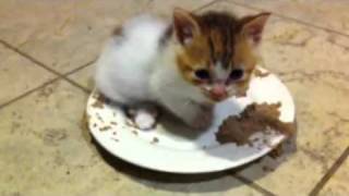 4 week old kitten purring in food by jonwooz 769,191 views 12 years ago 1 minute, 9 seconds