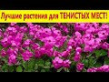 Лучшие растения для тенистых мест в саду! Посадите эти цветы - не пожалеете.