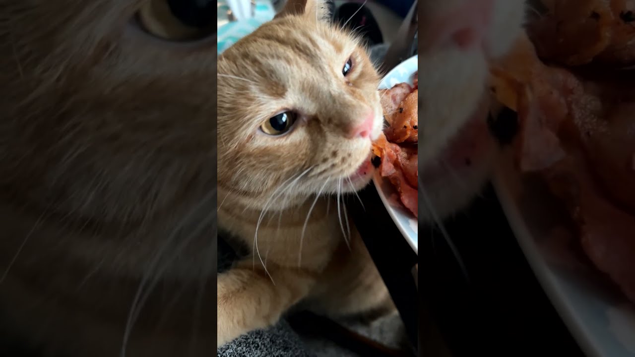 Ladbible youtube cat shop