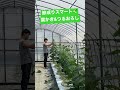 ⚠️キュウリの作業は長袖でやりましょう⚠️　#トキタ種苗 #家庭菜園 #キュウリ #節成りスマート #キュウリ栽培 #shorts