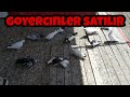 Goyercinler satilir. Baki goyercinleri. Elaqe 050-753-04-79 Elnur