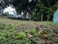 Amat Terkukur : Dia Punya Tembak Anguk, Lembut Je