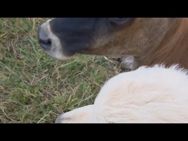 Goose’s 10-Week Socialization: Meeting the Cows