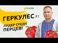 ЛИДЕР СРЕДИ ПЕРЦЕВ!