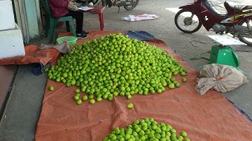 Giá Táo Ngày Rằm Tháng 11 I Nui Doi Luc Ngan 98