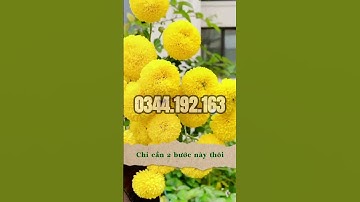 Cúc ping pong đẹp hàng chuẩn F1 tỷ lệ nảy mầm 95% cho bà con gieo trồng