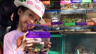 Bertemu Pedagang Ikan Hias Aqilla Beli Ikan Molly - Senangnya Aqilla Kasih Makan Ikan