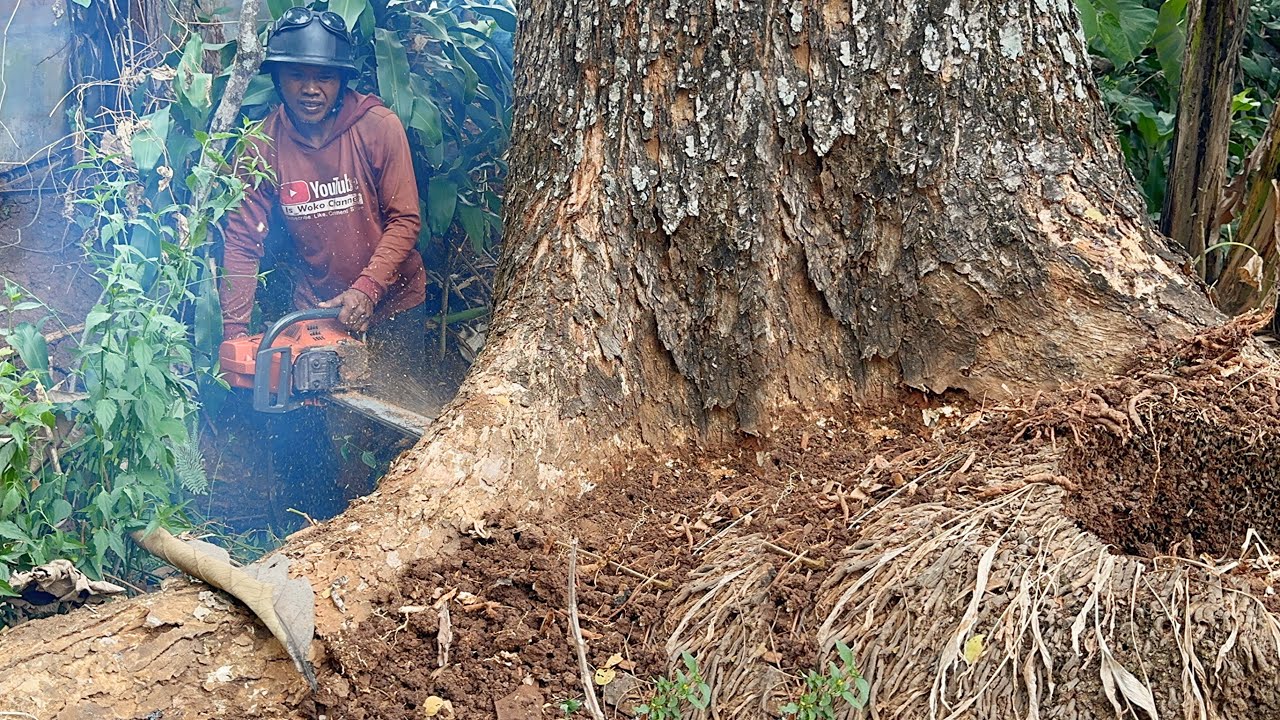Rare Moment... Cut down 2 - sixty year old trembesi trees.
