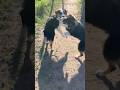 Fluffy Geniuses Crew 15 #dogshorts #dogvideosfunny #australianshepherd #entlebucher #dogvideos #dogs