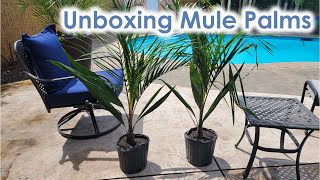 Unboxing Mule Palm Trees - Tropical Yard Near Seattle, Zone 8