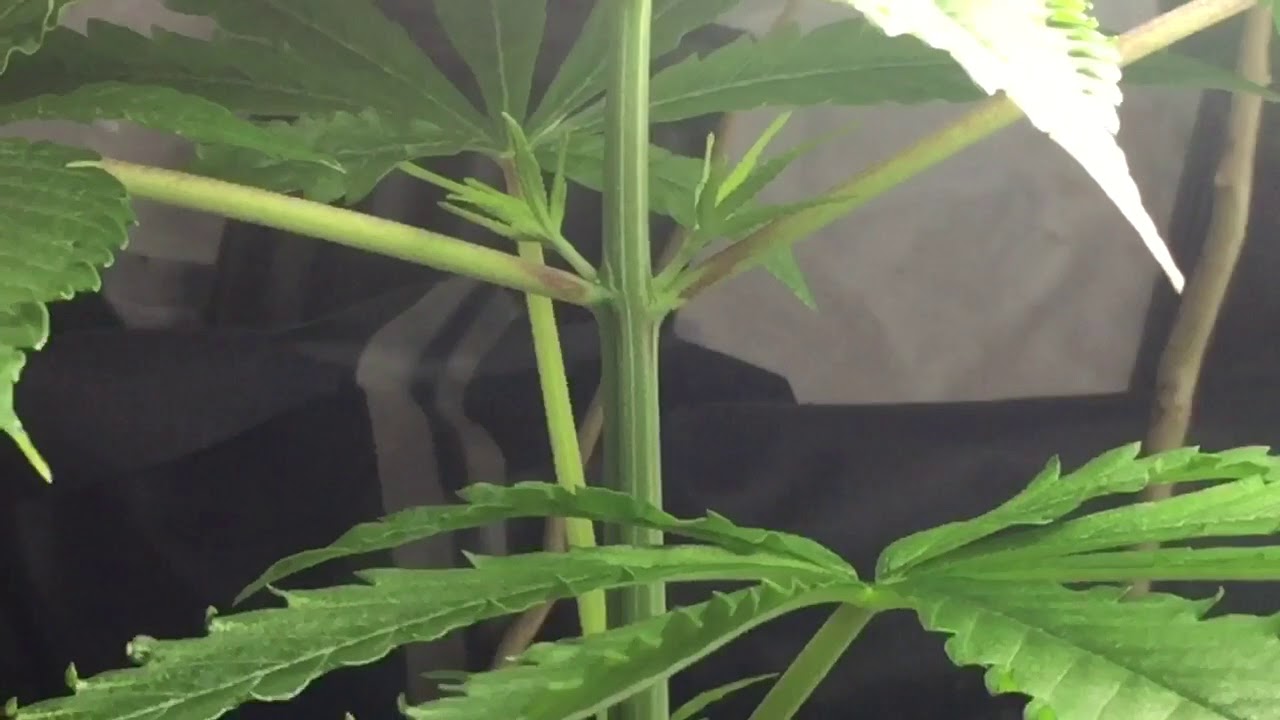 Mendopurps Genetics Grow vlog week 4 cannabis 420 garden colony