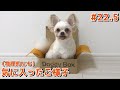 箱が気に入っちゃった犬