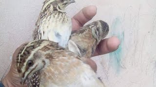 Unique Hunting of Quail With Net 2024 Episode09 // Batair Ka New Shikar By Hunter Tv HD by Hunter Tv HD 359 views 3 weeks ago 3 minutes, 48 seconds