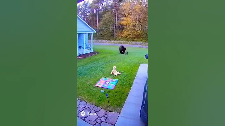 “UNBELIEVABLE Security Camera: Tiny Cat Saves Baby From Bear Attack!” #baby #ai #cat #bear #viral