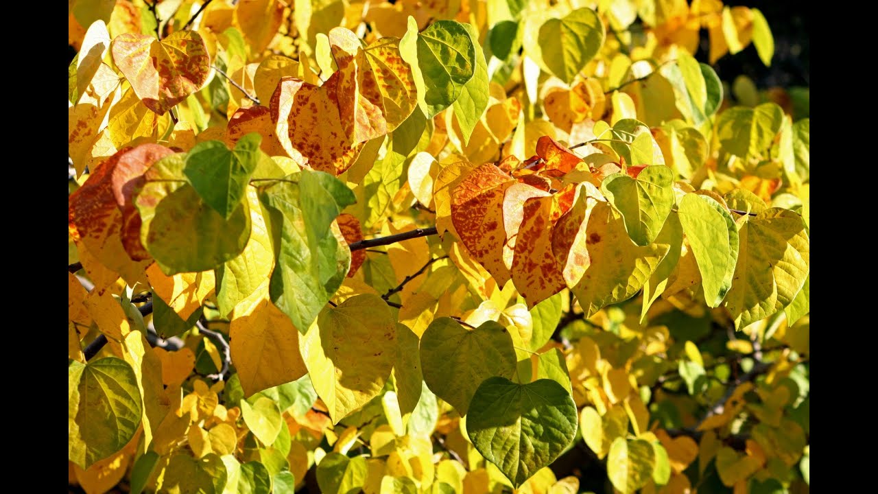 Autumn Melodies - Paul Mauriat Orchestra, James Last Orchestra, music of A. Rybnikov, E. Doga, etc. Autumn Melodies - Paul Mauriat Orchestra, James Last Orchestra, music of A. Rybnikov, E. Doga, etc.