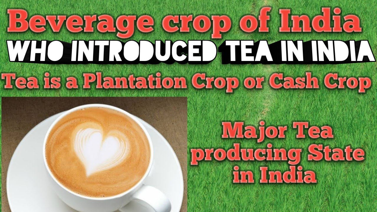 Important beverage crop of India 10th Class Geography Ch. 4 Agriculture question with answer
