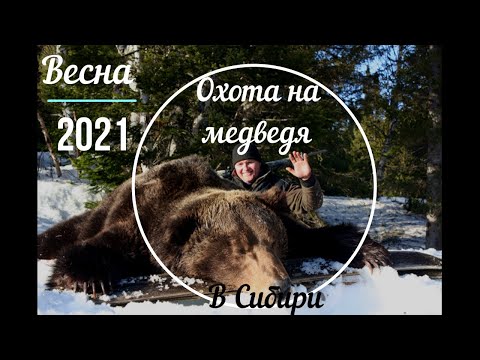 Охота на медведя видео 2016 весна свежие серии