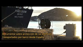 Documental sobre protección de los animales transportados por barco desde España