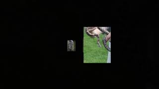 Super cool milk snake by Tony Lane 105 views 5 years ago 1 minute, 2 seconds