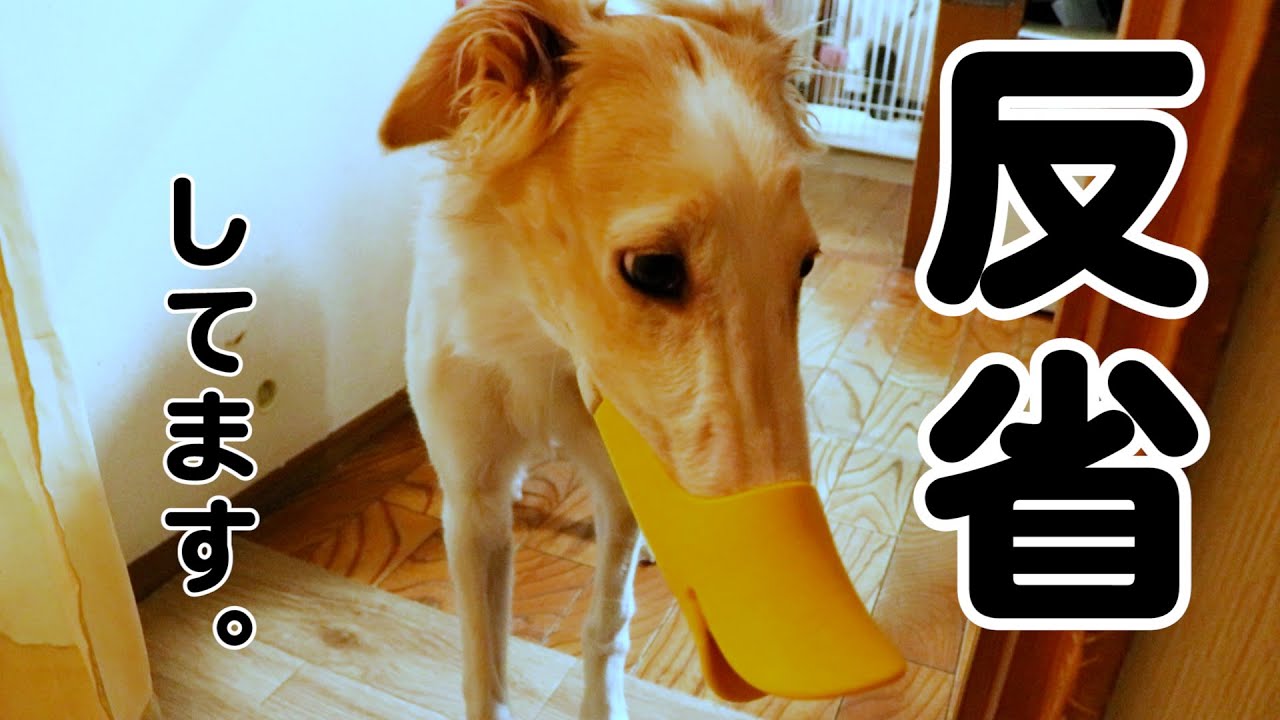 かわいい犬でも暴れるんです 大型犬ボルゾイが反省します いろいろ破壊したり 噛みついたり大変ですｗｗ Youtube